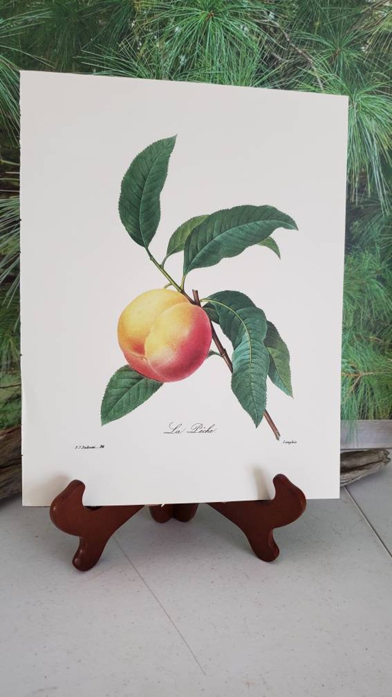 P. J. Redoute Peach Botanical Print: Vintage La Pêche Wall Art (Frame Not Included) Bild 8