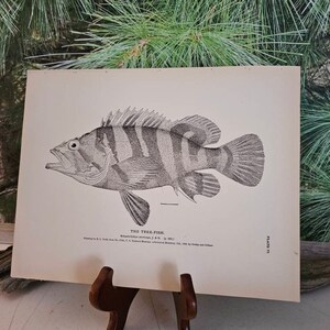 1884 H. L. TODD The Tree Fish Antique Lithograph Plate 77 U.S. National Museum Frameable Wall Art Gift For Him  #4376