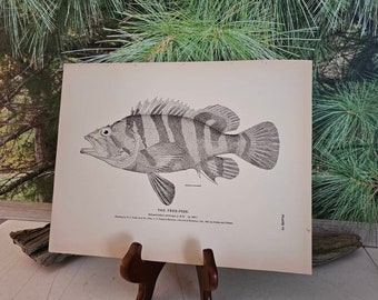 1884 H. L. TODD The Tree Fish Antique Lithograph Plate 77 U.S. National Museum Wall Art Gift For Him