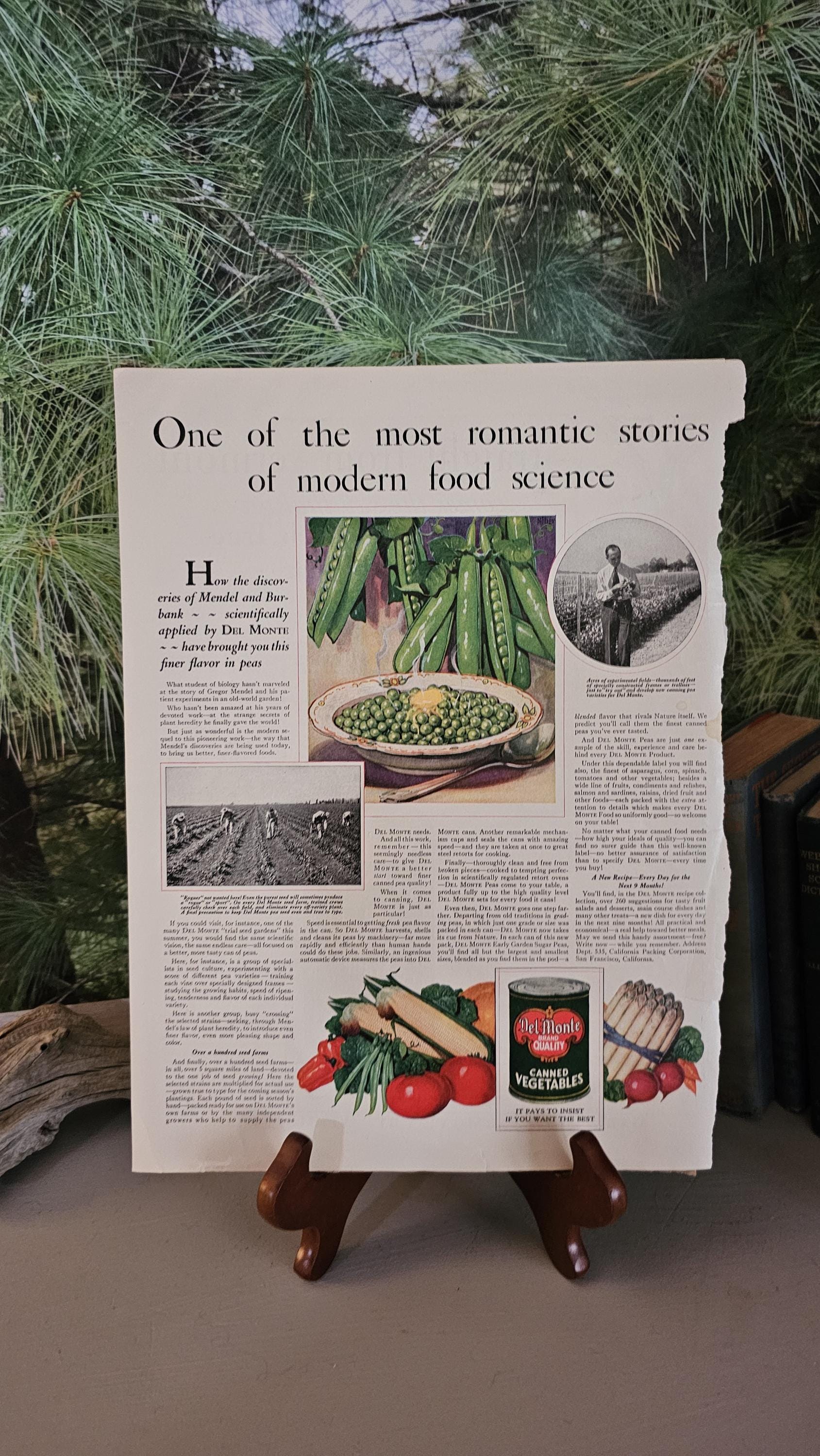 その他 VINTAGE CALIFORNIA FREE FORM VEGETABLE VINTAGE CALIFORNIA FREE FORM VEGETABLE