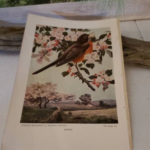 Robin Book Plate From the National Association of Audubon Societies  / Original Book Plate  #2321