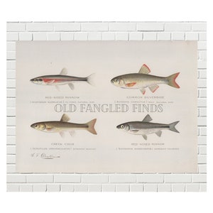 Digital Download Antique Freshwater Fish Creek Chub Print Signed by Sherman F. Denton / Digital Wall Art Fish Print