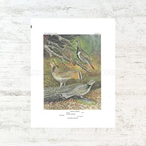 Spruce Grouse & Ruffed Grouse Digital Download Vintage Bird Bookplate Printable Bird Art