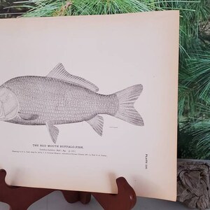 1884 H. L. TODD &quot;The Red Mouth Buffalo Fish&quot; Hand Drawn Antique Lithograph Plate 226 Antique Wall Art Gift For Him  #4399