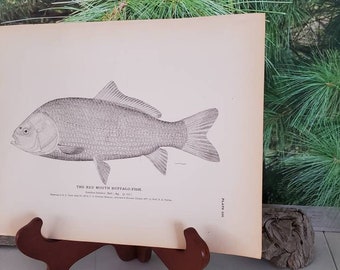 Antique Lithograph: Red Mouth Buffalo Fish Print, 1884 Wall Art