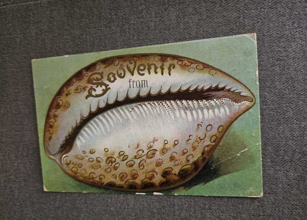 Shell Postcard SOUVENIR Shell Postcard: Collectible Ephemera - Etsy