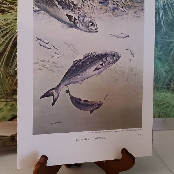 Bob Hines Atlantic Salmon & Bluefish 1972 Signed Double Sided Book Plate / Vintage Color Fish Art