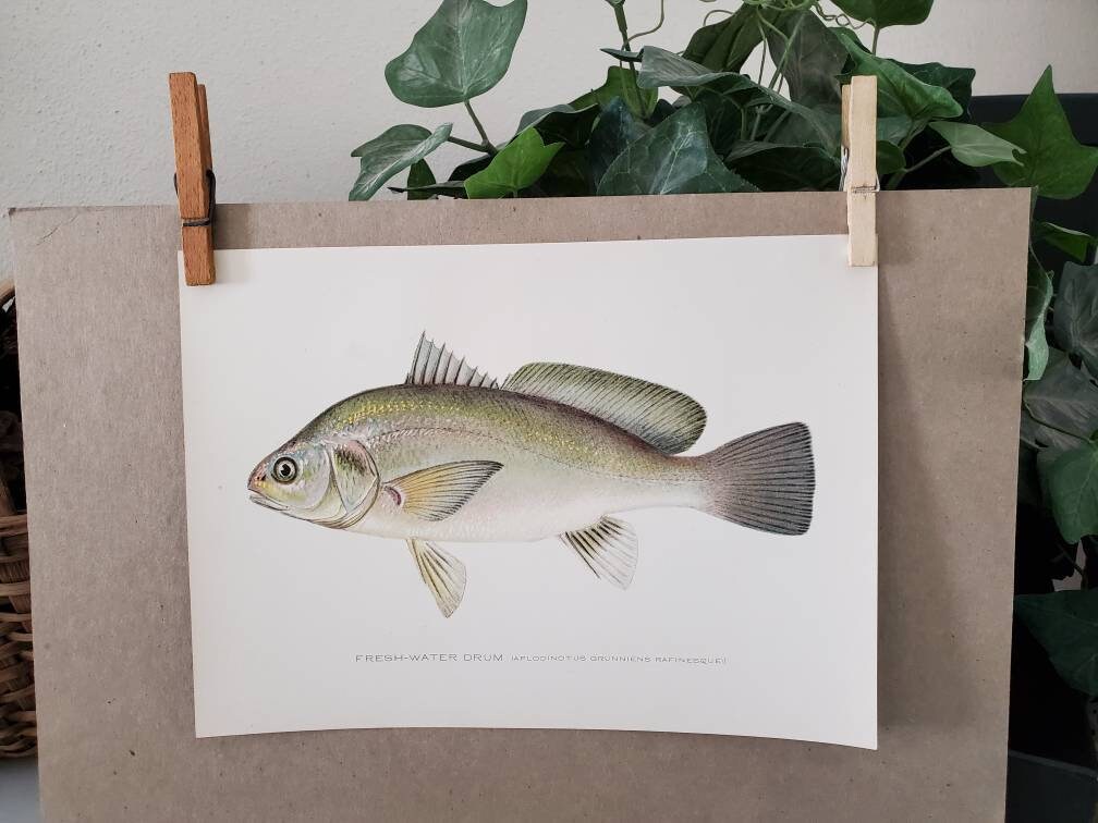 Chromolithographie Originale Sherman F. Denton - Le Poisson Bleu - Œuvre Encadrée Vintage