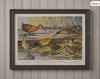 Vintage King Rail Bird Print – Louis Agassiz Fuertes, New England Ornithology #2158 (Frame Not Included)
