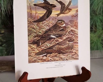 Common Nighthawk Audubon Bookplate Bird Print Picture Poster 
