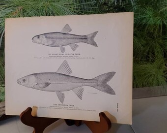 Antique Fish Lithograph: River Chub & Orthodon, 1884 Wall Art