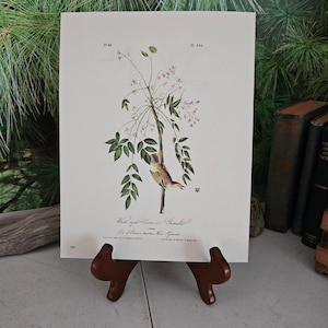 May include: A vintage print of a bird perched on a branch with pink flowers. The print is titled "White-eyed Vireo or Greenlet?" and includes the text "State of New-York, near the head of Lake Cayuga."