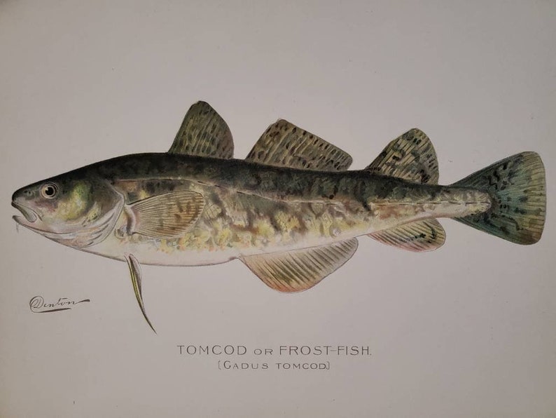 1902 Tomcod or Frost Fish Signed Sherman F. Denton Chromolithograph Original Antique Print / Man Cave Decor / Gift for Him 1694 image 10