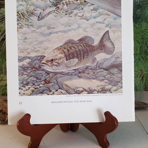 Bob Hines Smallmouth Bass, Rock Bass & Channel Bass Fred Sweney Signed Bookplate Vintage Color Fish Wall Art  #21/22