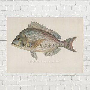 Scup Porgy Denton Fish Digital Download of Antique 1907 Fish Print by Sherman F. Denton   / Instant Download Printable Fish Art