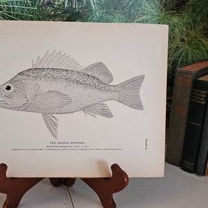H. L. Todd Milner&#39;s 1880 The Orange Rockfish, Antique Plate 80 Lithograph Uncolored Frameable Wall Art Gift For Him  #4385