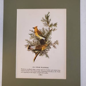 May include: A vintage illustration of a Cedar Waxwing bird perched on a branch of a cedar tree. The bird is yellow with a black mask and red waxy tips on its wings. The illustration is from a book about birds and includes the text "234. CEDAR WAXWING" and information about the bird's breeding and migration habits. The text also states that the bird is 6 1/2 to 8 inches long.