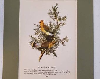 1950's John James Audubon American Cedar Waxwing/Ruby Crowned Kinglet Color Book Plate (Mat Not Included) Double Sided #1563