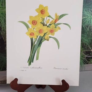 Narcisse A Plusieurs Fleurs Doubles Botanical P. J. Redoute Bookplate 83 Vintage 1981 Frameable Wall Art Home Decor Gift For Her