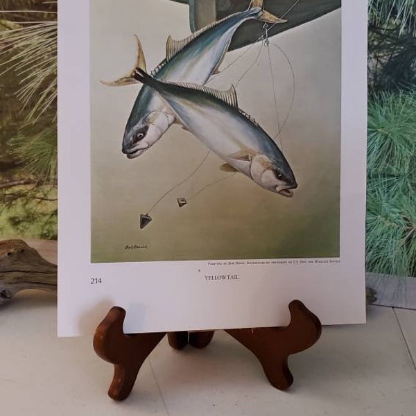 Yellowtail, Red Drum & Croakers 1972 Signed Bob Hines Double Sided Book Plate / Vintage Color Fish Wall Art