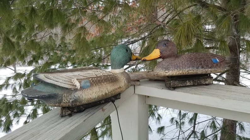 May include: Two realistic-looking duck decoys, one green and brown and the other brown with a yellow beak, are perched on a wooden railing. The decoys are used for hunting.
