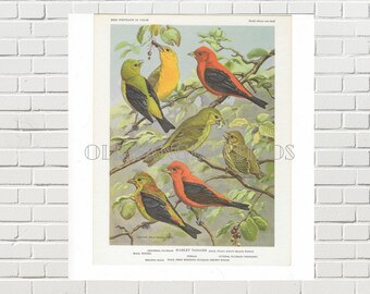 Scarlet Tanager Digital Download from Vintage Bird Bookplate by Walter Alois Weber / Instant Printable Bird Art Scarlet Tanager