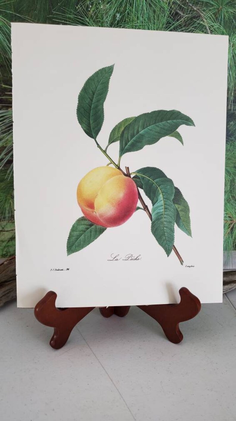 K&ouml;nnte beinhalten: Ein botanischer Druck auf wei&szlig;em Papier mit einem einzelnen Pfirsich mit gelber und roter Schale, der an einem braunen Zweig mit mehreren gr&uuml;nen Bl&auml;ttern h&auml;ngt. Der Text "La P&ecirc;che" steht unter der Frucht, sowie kleiner Text in den Ecken.