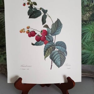 Botanical Print P. J. Redoute Framboisier Raspberry Botanical Book Plate 40 Vintage Fruit Print Frameable Wall Art Gift For Her