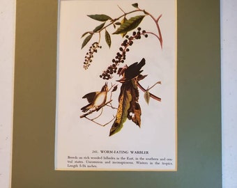 1950s John James Audubon Worm Eating Warbler/Two Warblers Color Book Plate (Mat Not Included) Double Sided #1611