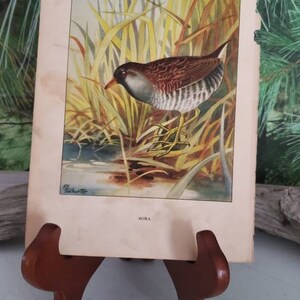 Sora & Ruffed Grouse Antique Bird Print Double Sided 1926 R. E. Todhunter Frameable Wall Art  #3108
