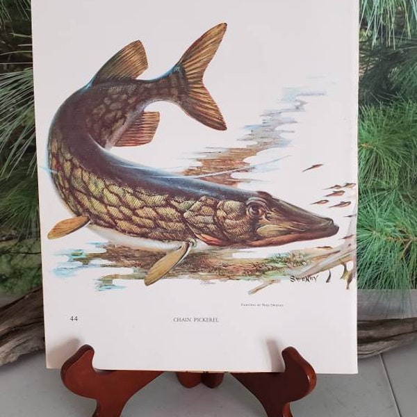 Fred Sweney Northern Pike & Chain Pickerel 1972 Signed Double Sided Book Plate / Vintage Color Fish Art  #2586