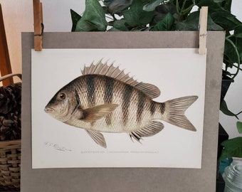Sherman Denton Sunfish Chromolithographe Signé