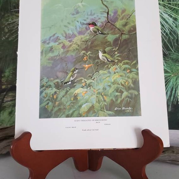 Ruby Throated Hummingbird Bird Portraits In Color Signed Allan Brooks Book Plate 46 1/2