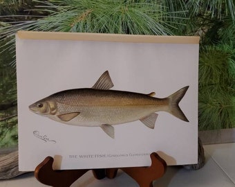 Antique Whitefish Print, 1896 Denton Chromolithograph