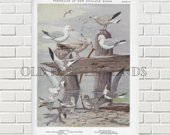 Descarga digital de gaviota argéntea y gaviota de Bonaparte, retratos antiguos de aves de Nueva Inglaterra de 1932, arte de aves para imprimir al instante