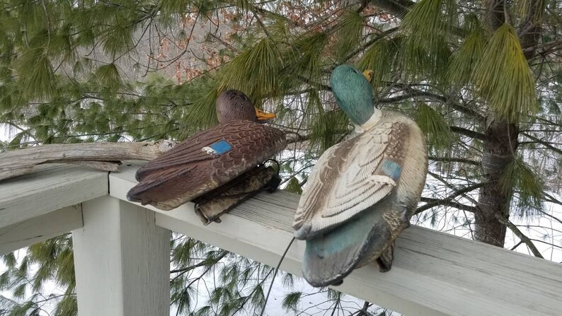 May include: Two realistic-looking duck decoys, one brown and one with a green head and brown and white body, are perched on a wooden railing. The decoys are used for hunting.