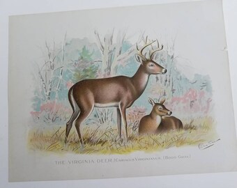 S. F. Denton Print THE VIRGINIA DEER  Original 1902 Chromolithograph Gift for Him Father's Day Gift  #2583