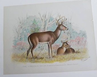 S. F. Denton Print THE VIRGINIA DEER  Original 1902 Chromolithograph Gift for Him Father's Day Gift  #2583