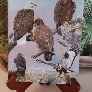 1929 Fuertes Antique Bird Bookplate 41 Golden Eagle, Bald Eagle & Rough Legged Hawk Birds Of Massachusetts Frameable Bird Art