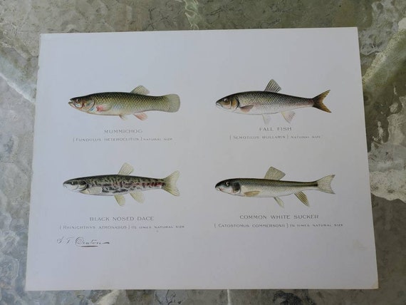1902 Freshwater Bait Fish Fall Fish, Common White Sucker Signed