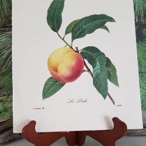 K&ouml;nnte beinhalten: Ein botanischer Druck auf wei&szlig;em Papier, der einen einzelnen Pfirsich mit gelber und roter Schale an einem braunen Stiel mit mehreren gr&uuml;nen Bl&auml;ttern zeigt. Der Text La P&ecirc;che steht unter der Frucht, mit kleinem Text in den Ecken.