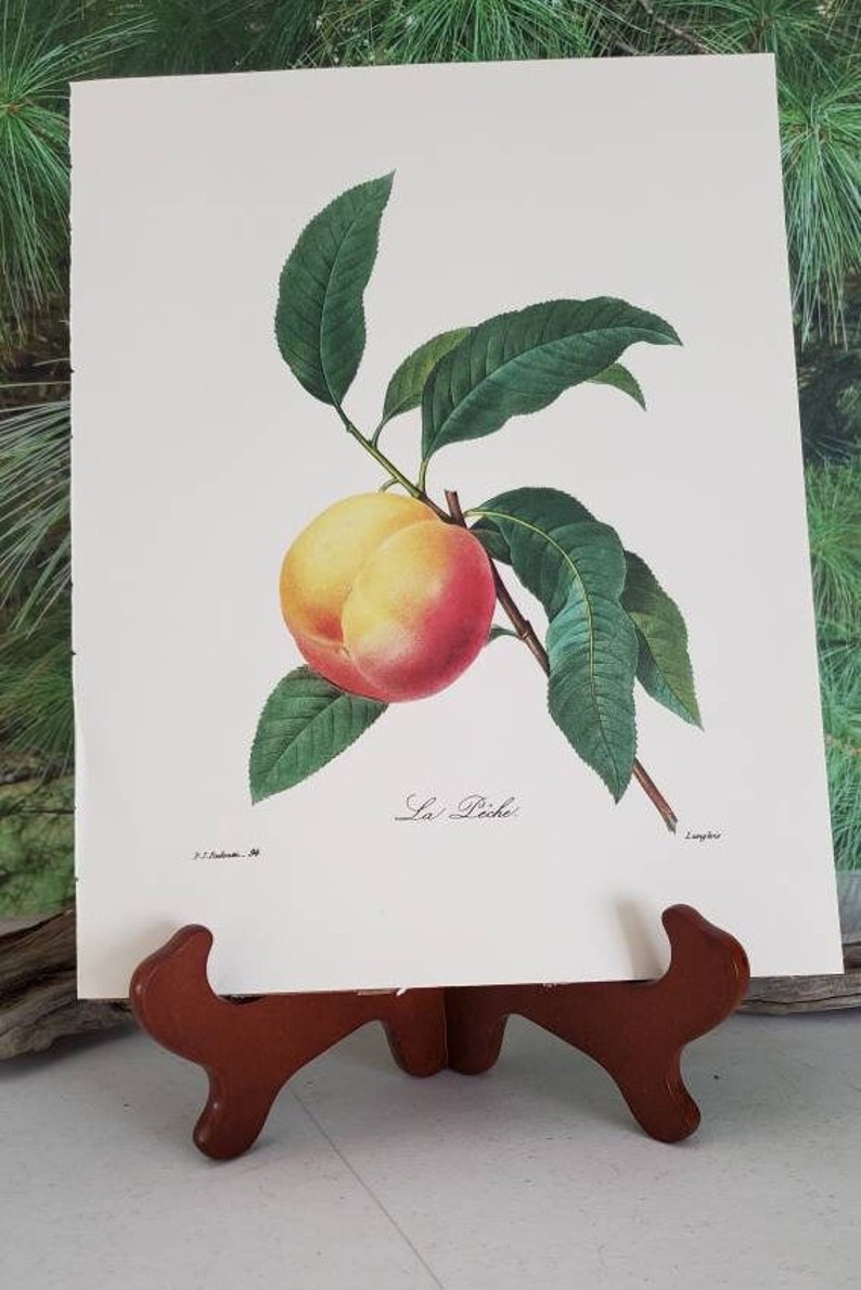 K&ouml;nnte beinhalten: Ein botanischer Druck auf wei&szlig;em Papier, der einen einzelnen Pfirsich mit gelber und roter Schale an einem braunen Stiel mit mehreren gr&uuml;nen Bl&auml;ttern zeigt. Der Text La P&ecirc;che steht unter der Frucht, mit kleinem Text in den Ecken.