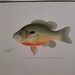 Art Prints of Sunfish by Sherman Foote Denton - Encore Editions Art Prints of Sunfish by Sherman Foote Denton - Encore Editions