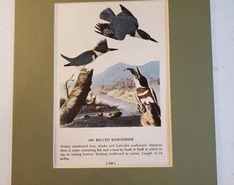 1950s John James Audubon Belted Kingfisher/Anna's Hummingbird Color Book Plate (Mat Not Included) Double Sided #1610