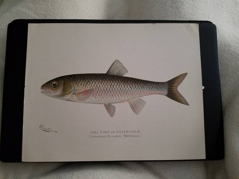 Denton Silver Chub Chromolithograph Antique Denton Print 1902 Semotilus Bullaris Lithograph Print Sherman F Fall Fish or Silver Chub