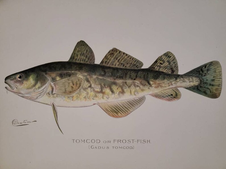 1902 Tomcod or Frost Fish Signed Sherman F. Denton Chromolithograph Original Antique Print / Man Cave Decor / Gift for Him 1694 image 5