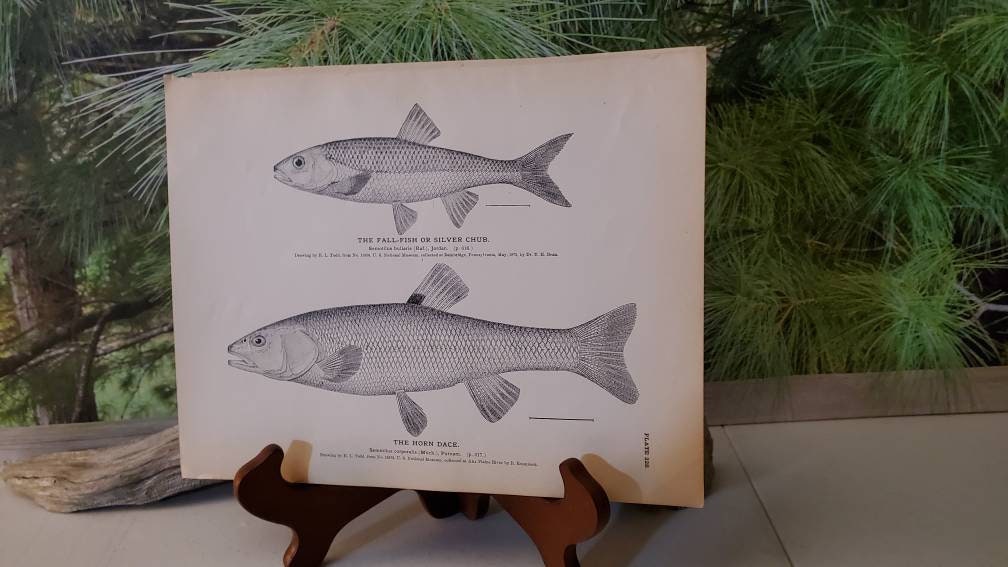 Couch 1878 Antique Fish 絵図 Antique Fish Lithograph, 1884 Silver Chub & Horn Dace Wall Art - Etsy