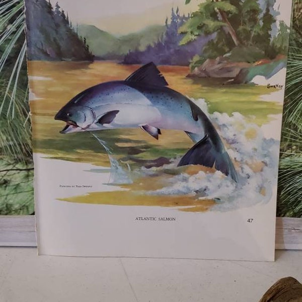 Fred Sweney Atlantic Salmon & Landlocked Salmon 1972 Signed Double Sided Book Plate / Vintage Color Fish Art  #2332