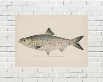 Hickory Shad Denton Fish Digital Download of Antique 1902 Signed / Instant Download Printable Fish Art
