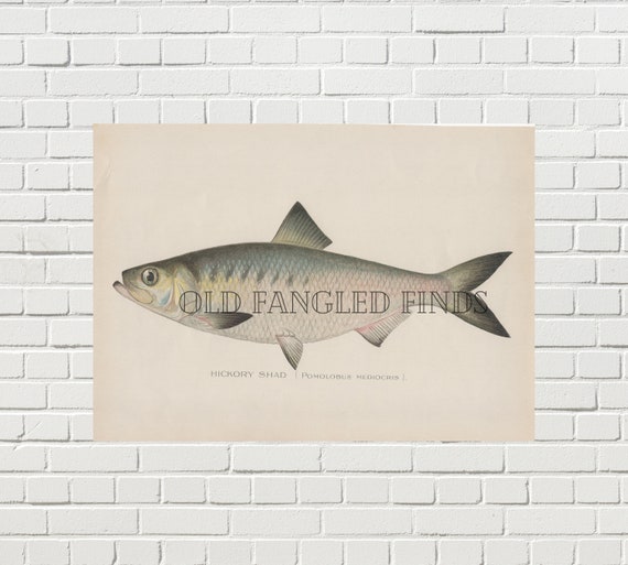 Hickory Shad Denton Fish Digital Download of Antique 1902 Signed / Instant  Download Printable Fish Art -  Canada